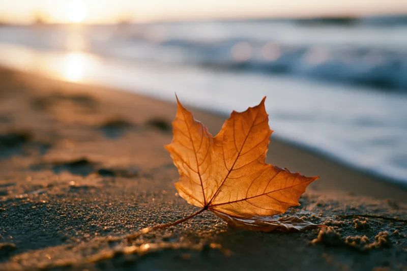Dry maple leaf resting on wet sand at beach during sunset