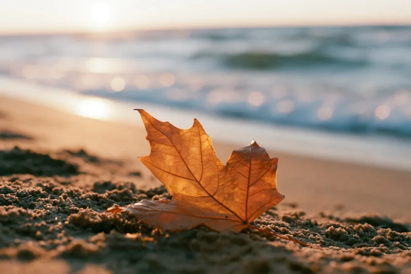 Dry maple leaf resting on wet sand at beach during sunset