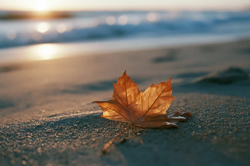 Dry maple leaf resting on wet sand at beach during sunset