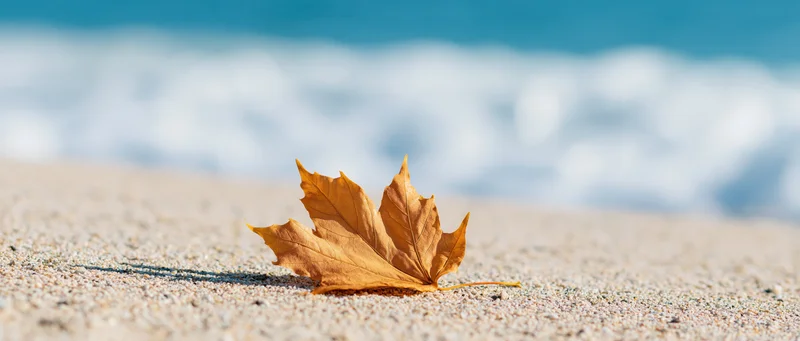 Dry golden maple leaf resting on sandy beach with ocean waves in background