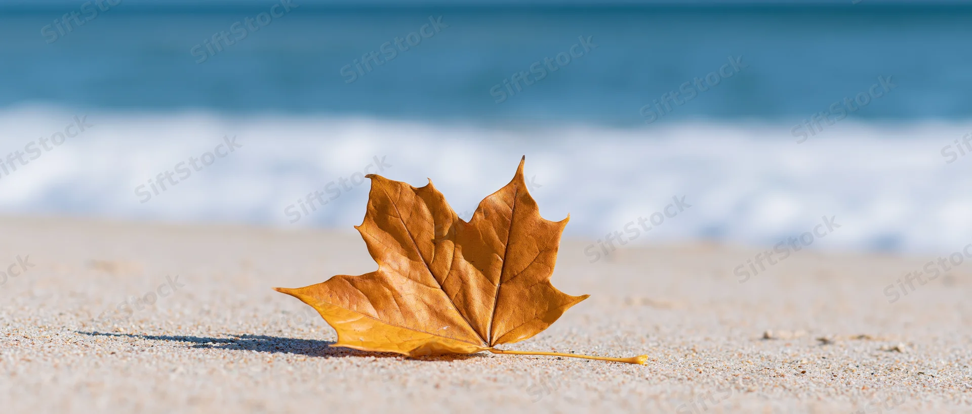 Dry maple leaf resting on sandy beach with ocean waves in background