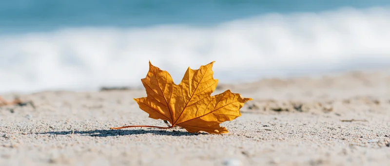Golden maple leaf resting on sandy beach near ocean waves