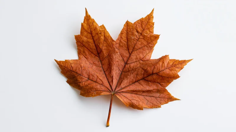 Dried maple leaf laid flat on white background