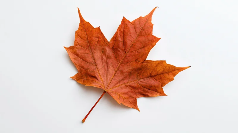 Single dried maple leaf lying flat on white surface