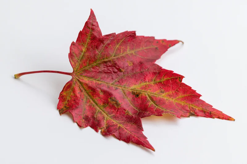 Single red maple leaf lying flat on white surface