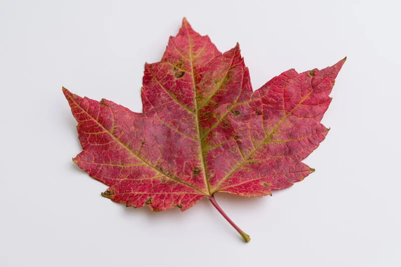 Single red maple leaf lying flat on white background