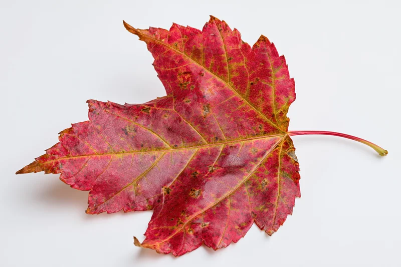 A single red maple leaf lying flat on a white surface