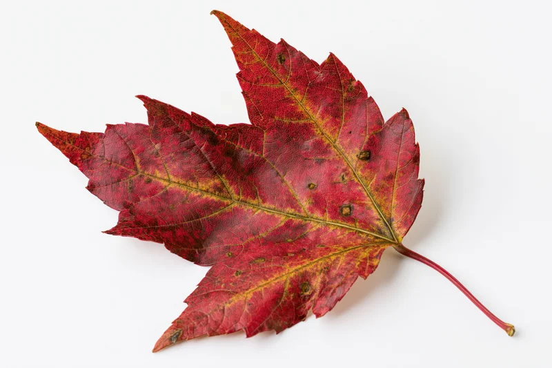 Single red maple leaf lying flat on white background