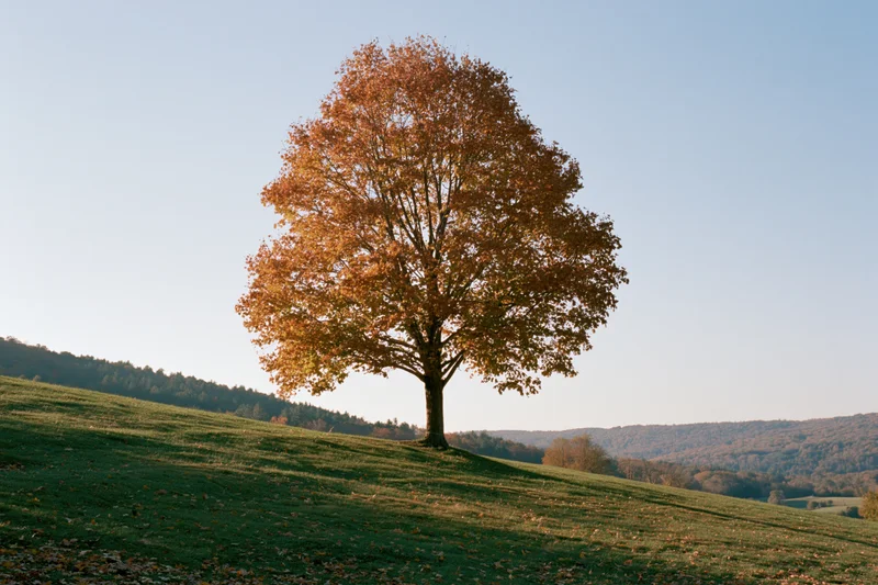 Large deciduous tree in full autumn color standing alone on a grassy hill under clear blue sky