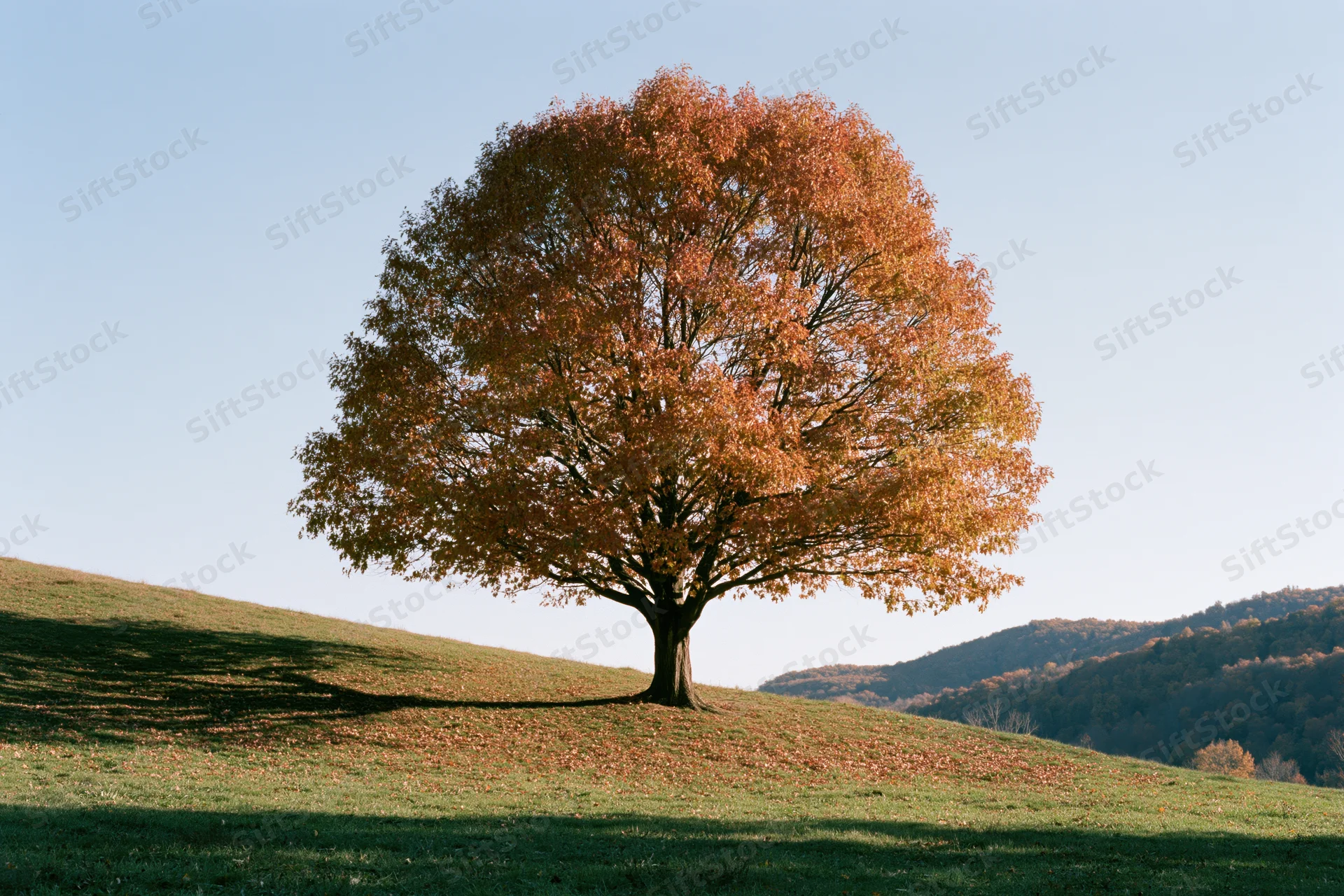 Solitary tree with autumn foliage on a grassy hill under clear sky
