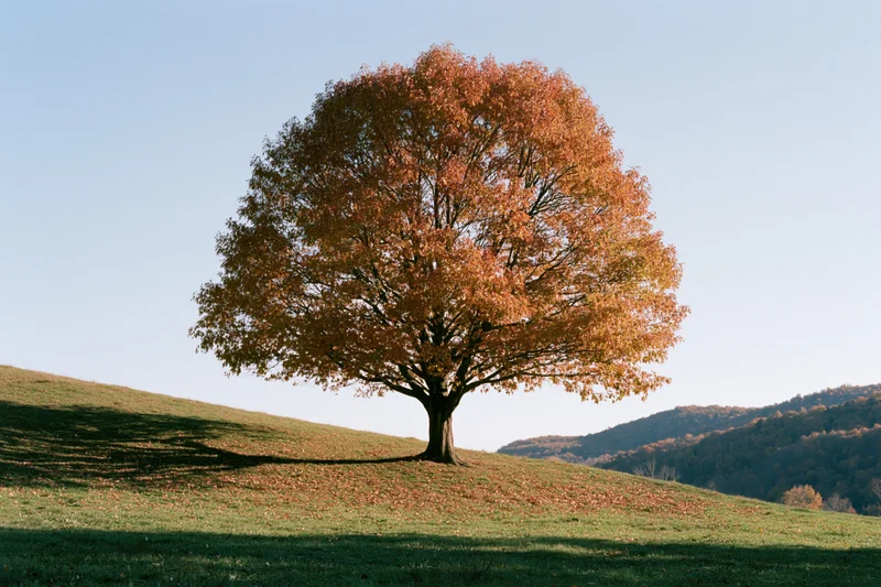 Solitary tree with autumn foliage on a grassy hill under clear sky