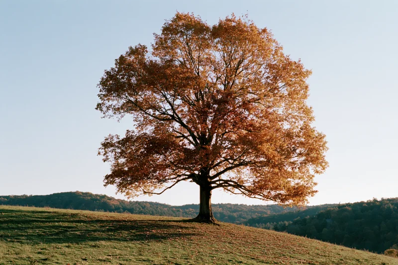 Solitary deciduous tree with autumn foliage on a grassy hill under clear blue sky
