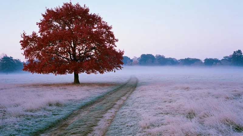 A large red-leafed tree stands alone in a frost-covered field with a winding path leading through mist at dawn