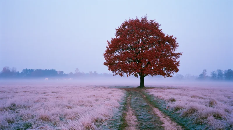 Solitary red-leafed tree in a foggy field with a path leading to it at dawn