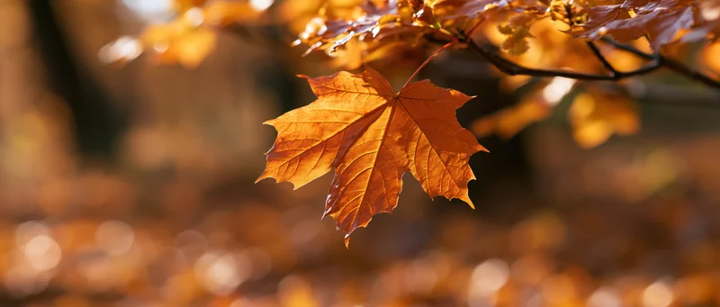 Single maple leaf backlit by autumn sun in forest setting