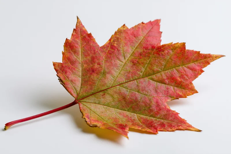 Single maple leaf in autumn transition colors lying flat on white surface