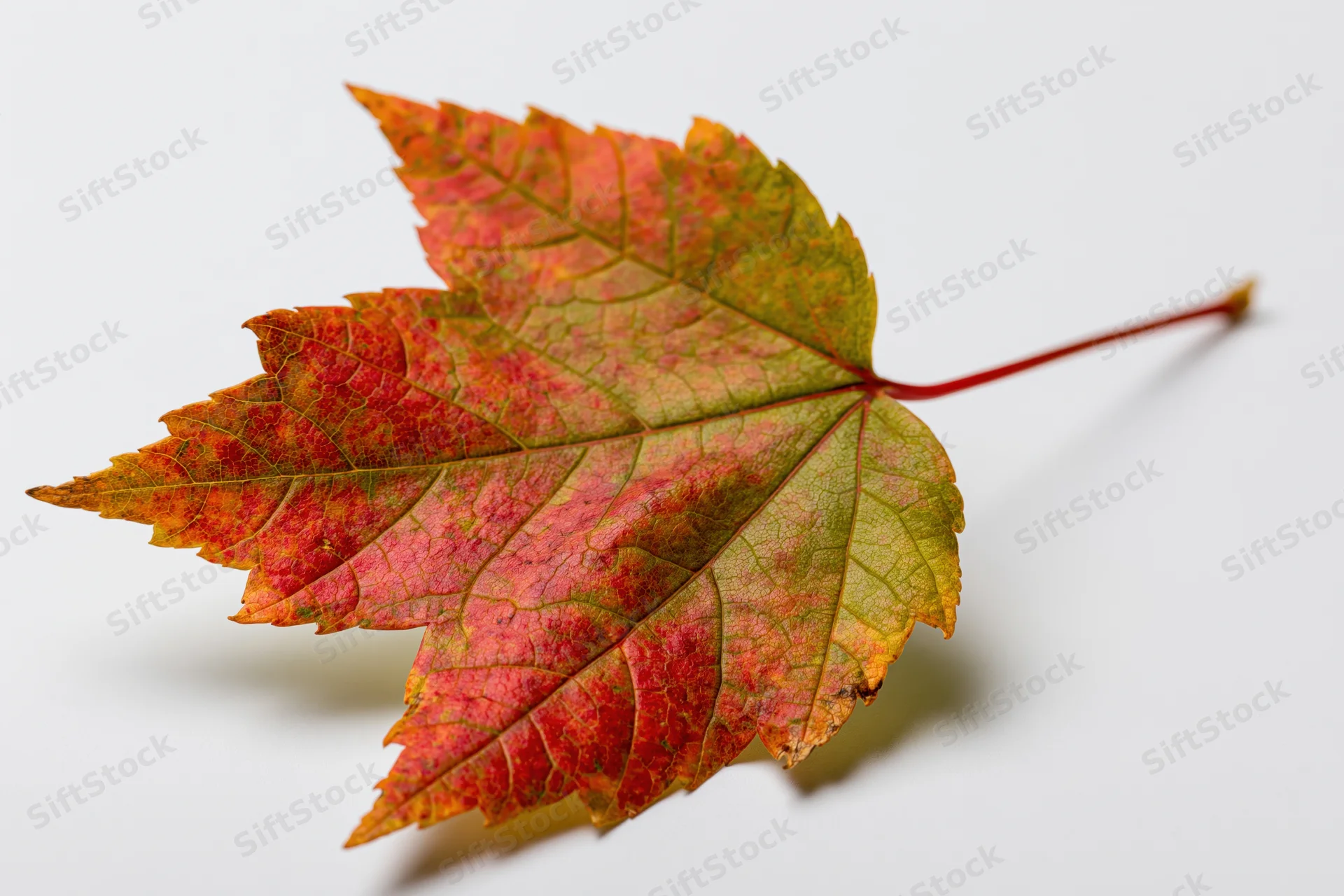 Maple leaf in early autumn transition lying flat on white surface