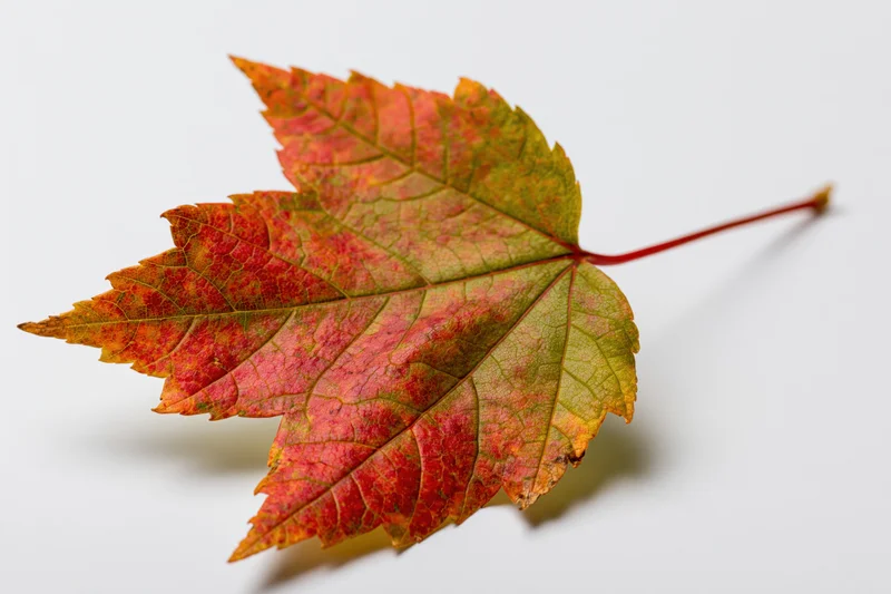 Maple leaf in early autumn transition lying flat on white surface