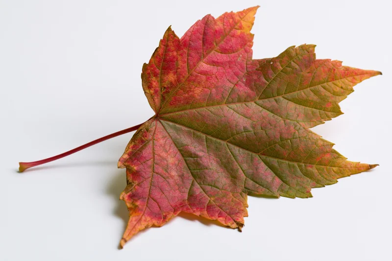 Single maple leaf in early autumn transition lying flat on white background