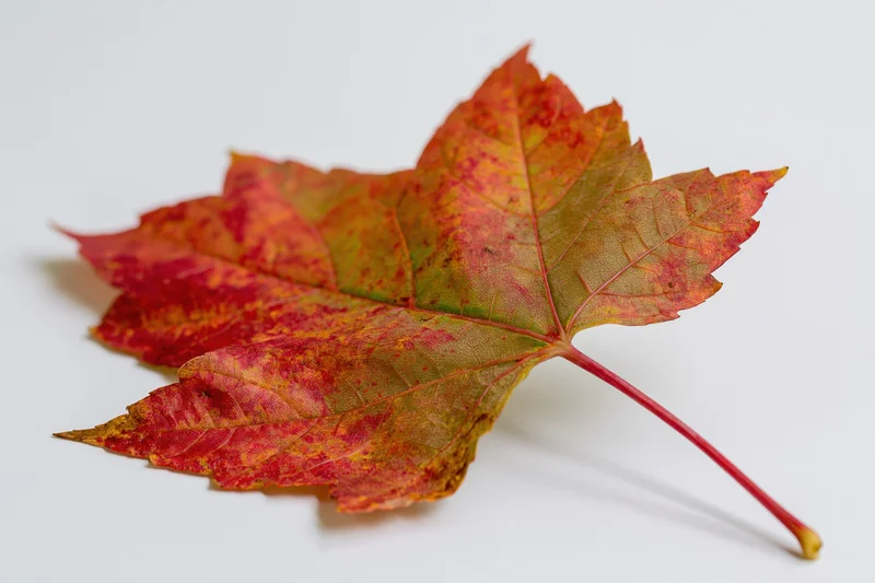 Single maple leaf in autumn transition colors lying flat on white surface