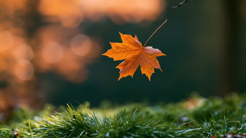 Orange maple leaf clinging to a twig above green grass in a forest at autumn