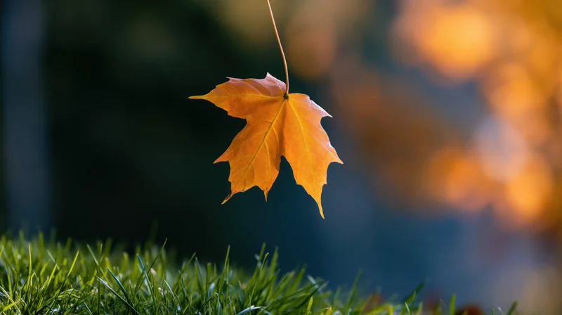 Orange maple leaf clinging to a twig above green grass in a forest setting
