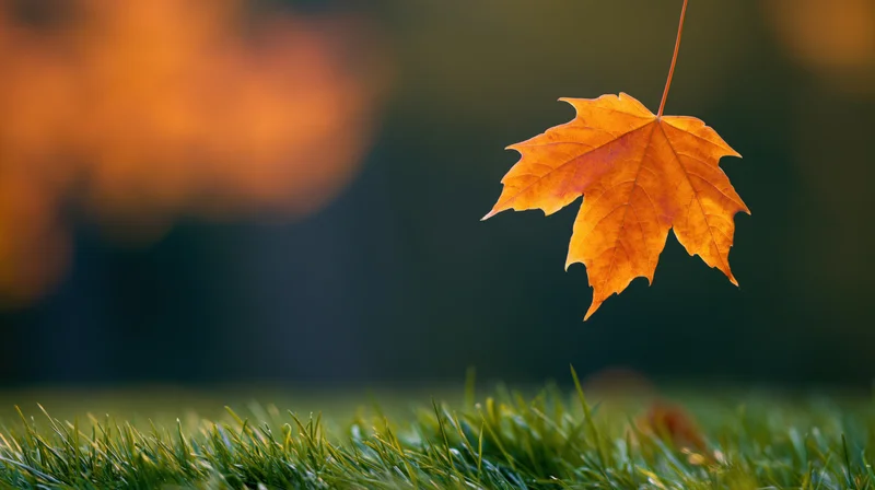 Orange maple leaf suspended above green grass with blurred autumn background