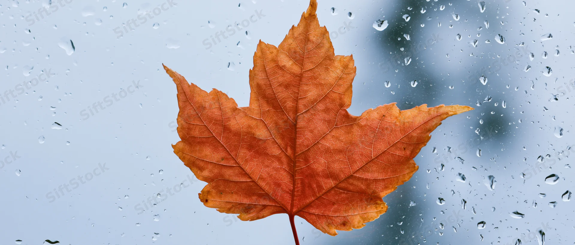 Orange-red maple leaf pressed against a rain-covered window with water droplets on glass