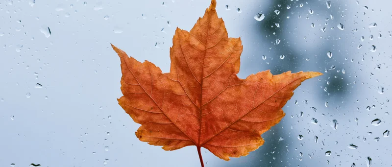 Orange-red maple leaf pressed against a rain-covered window with water droplets on glass
