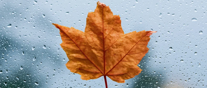 Orange maple leaf pressed against rain-covered window glass
