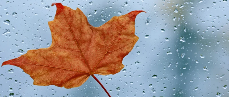 Orange-red maple leaf pressed against a rain-covered window with water droplets