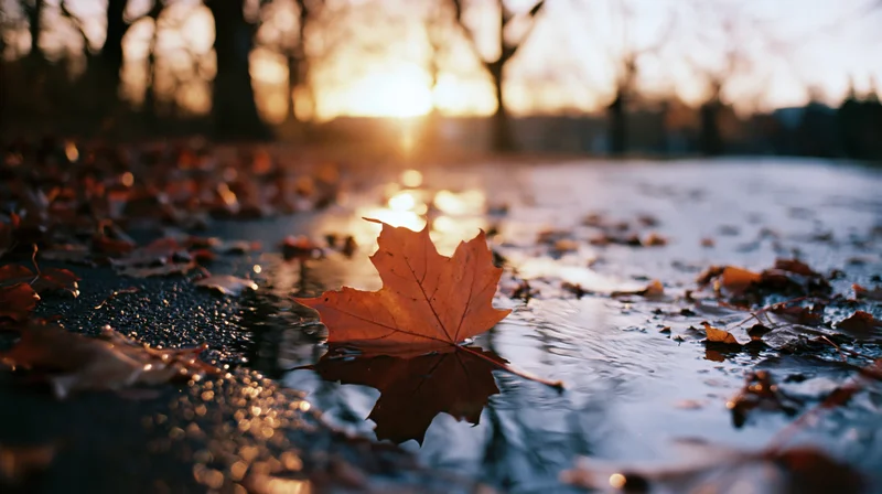 Orange maple leaf resting on wet pavement puddle reflecting sunset light