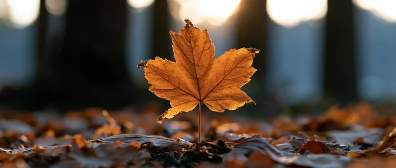 Single orange maple leaf standing upright among fallen leaves in a forest at sunset