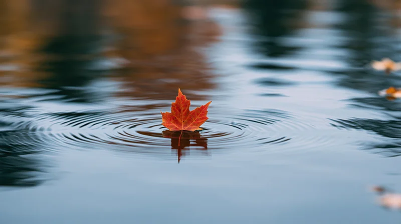 Red-orange maple leaf floating on calm water surface with ripples and reflection
