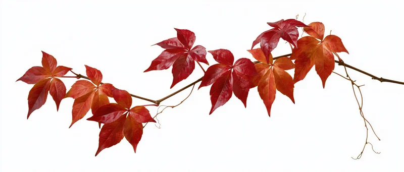 A trailing vine branch with red autumn leaves isolated on white