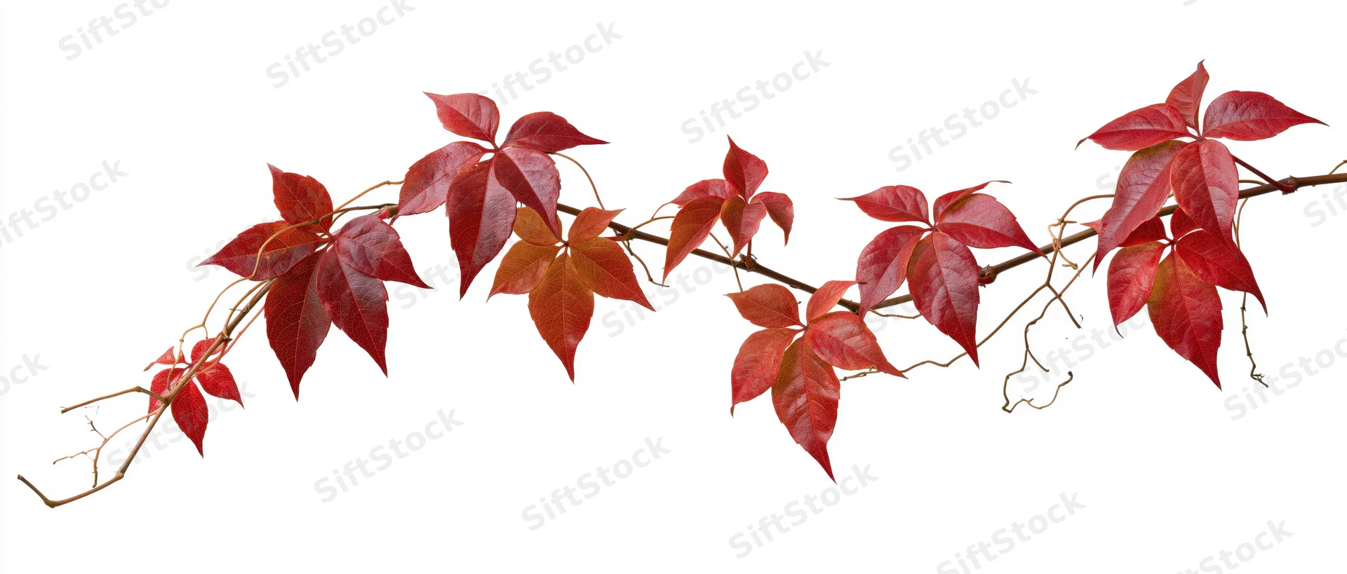 Trailing vine branch with red autumn leaves on white background