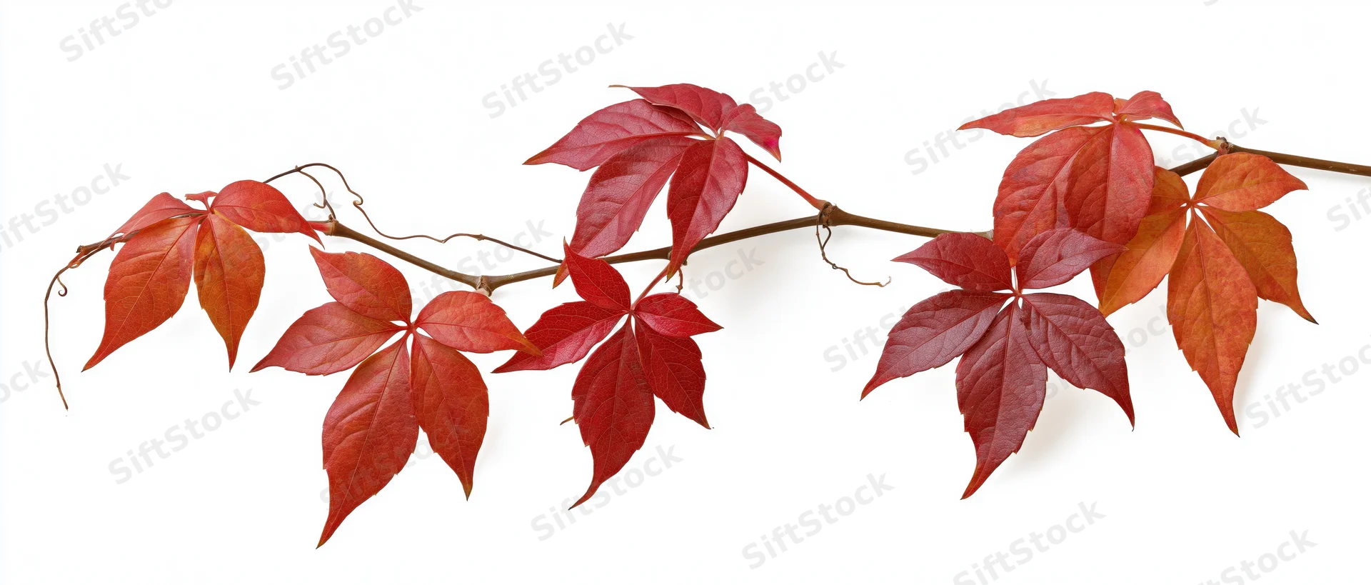 A trailing vine branch with red autumn leaves isolated on white