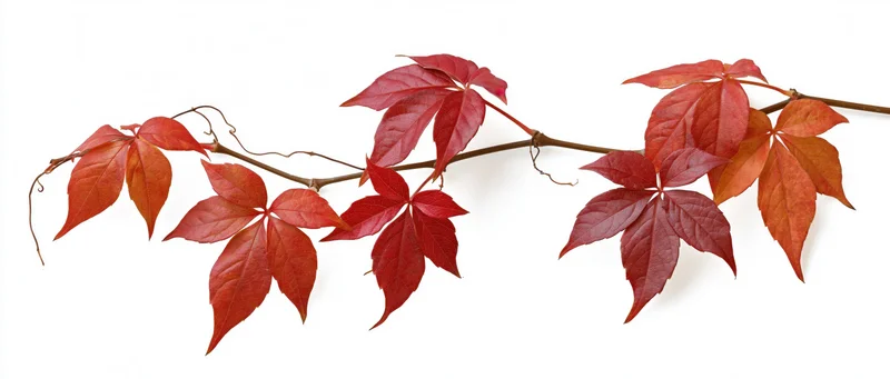 A trailing vine branch with red autumn leaves isolated on white