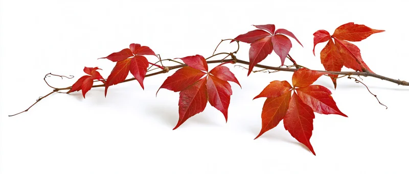 A trailing vine branch with red autumn leaves on a white background