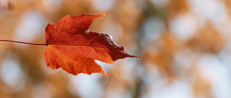 A single orange-red maple leaf with visible veins and stem against a blurred autumn background