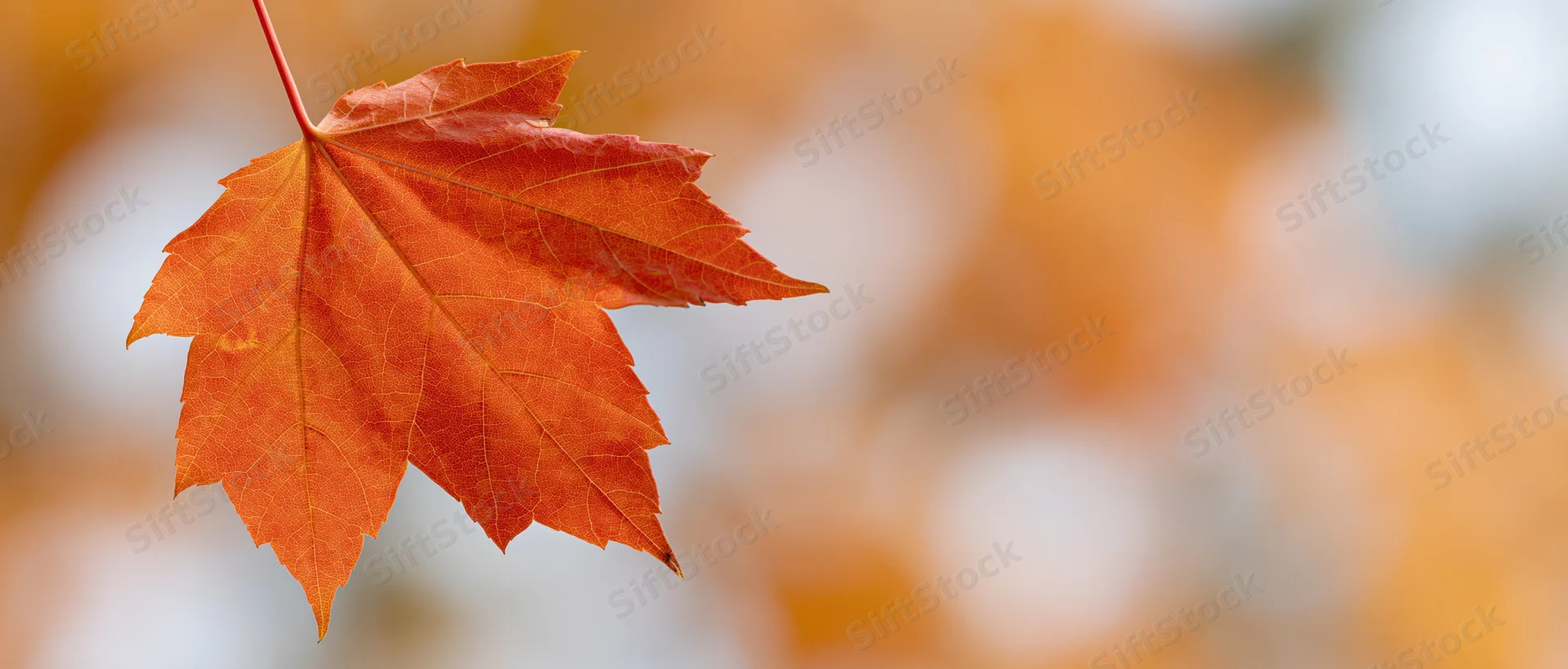 Single orange-red maple leaf in closeup against blurred autumn foliage background