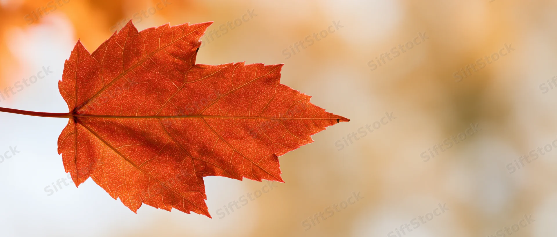 A single orange-red maple leaf in closeup against a soft blurred autumn background