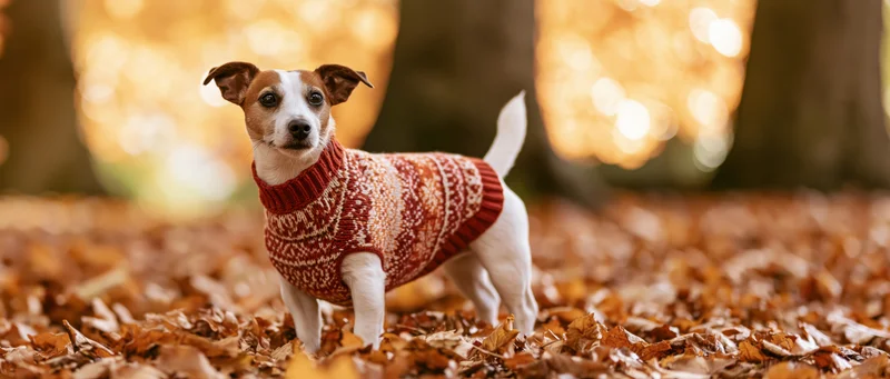 Small jack russell terrier wearing red and white knitted fair isle sweater standing on autumn leaves in forest