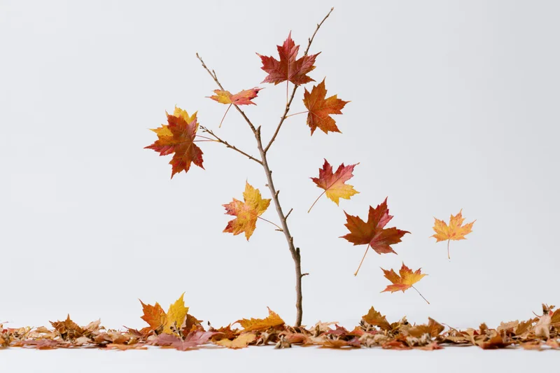 Small maple branch with colorful autumn leaves arranged upright on white background with fallen leaves at base