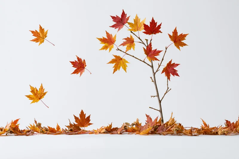 Maple branch with colorful autumn leaves falling and scattered on white surface