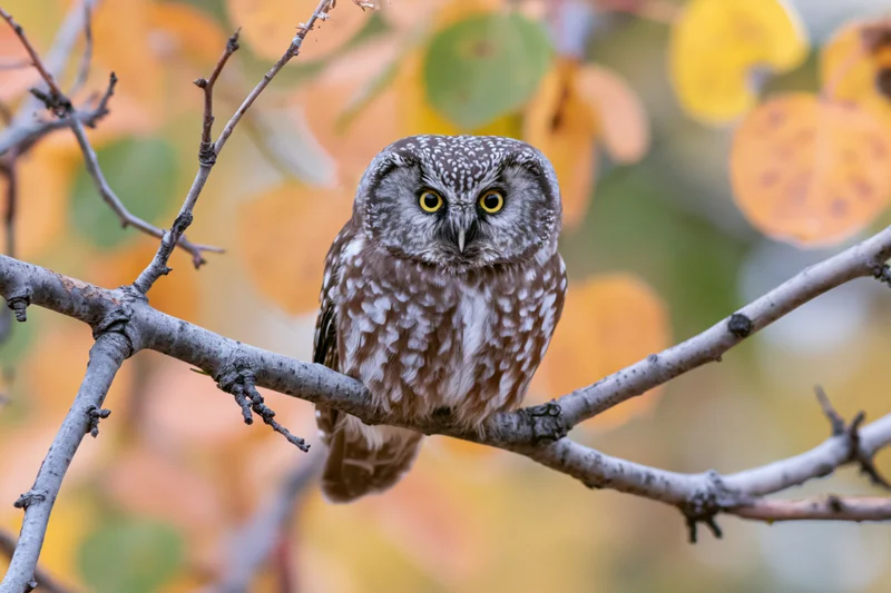 Boreal owl perched on a bare tree branch facing forward in autumn foliage