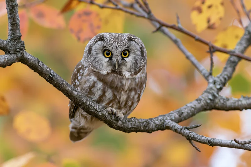 Boreal owl perched on a bare tree branch in autumn forest