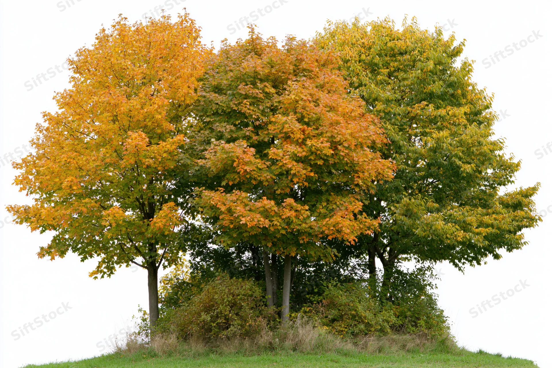 Cluster of deciduous trees with autumn foliage on a grassy hill against white background