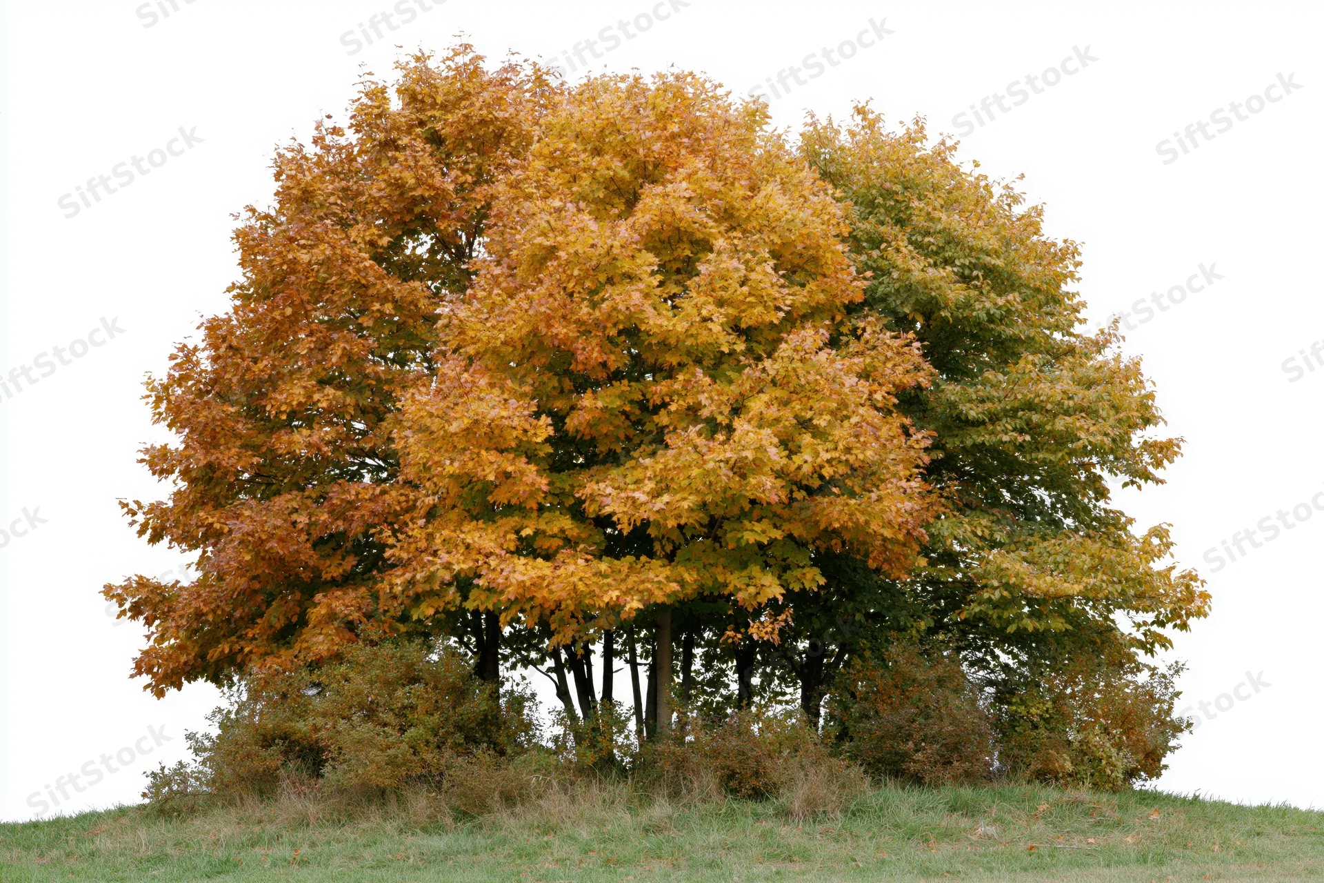 Cluster of deciduous trees with autumn foliage on a grassy hill against white background
