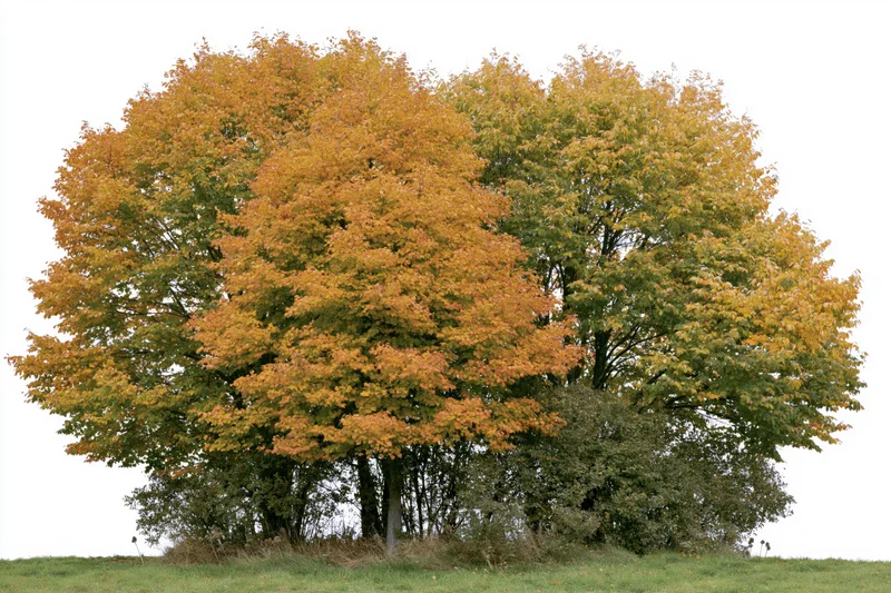 Cluster of deciduous trees with autumn foliage on grass against white background